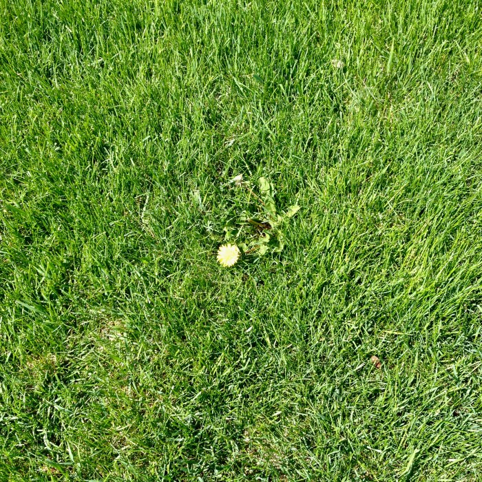 Weed and lawn
