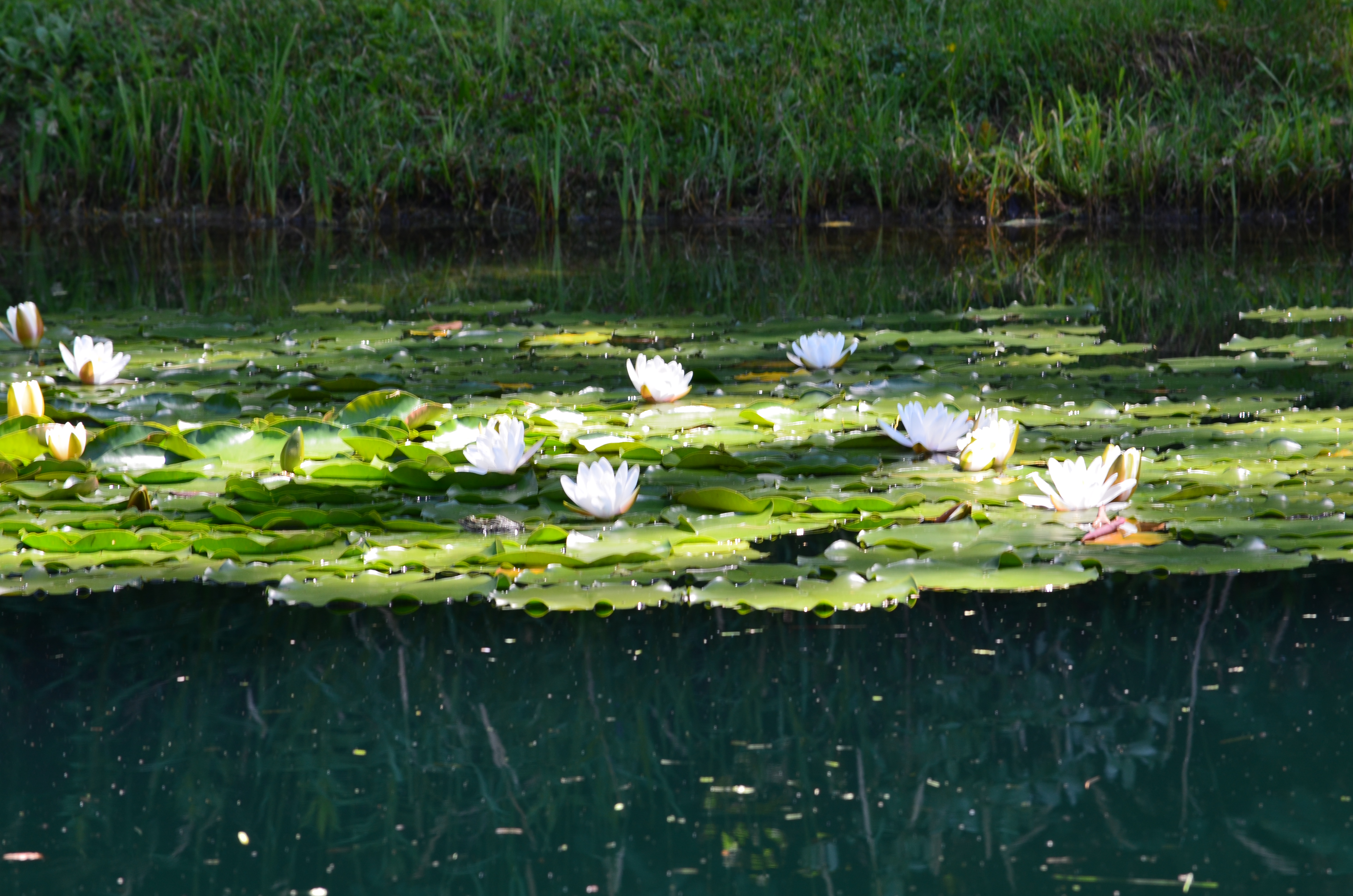 Lily pond