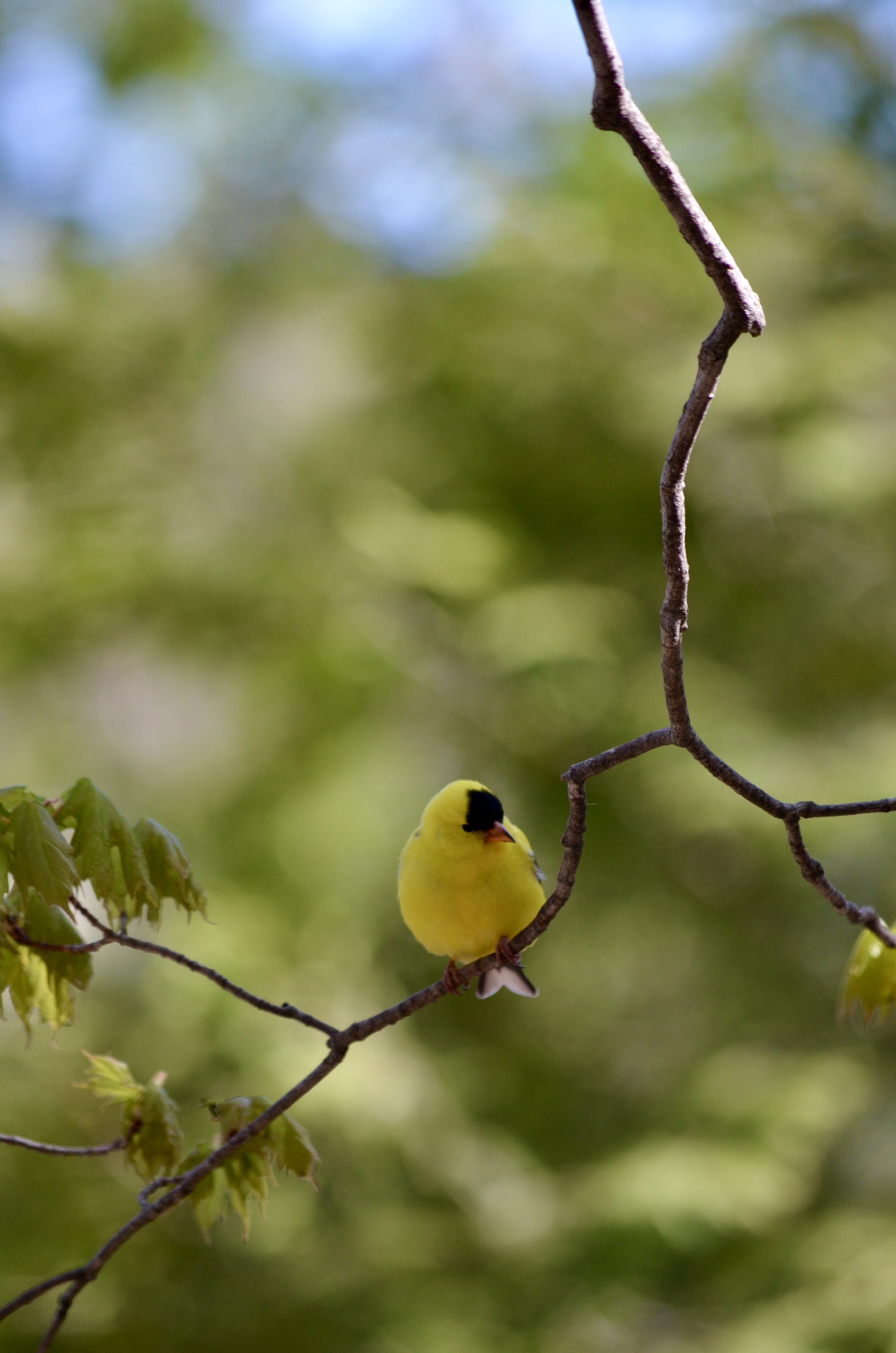 bird on branch