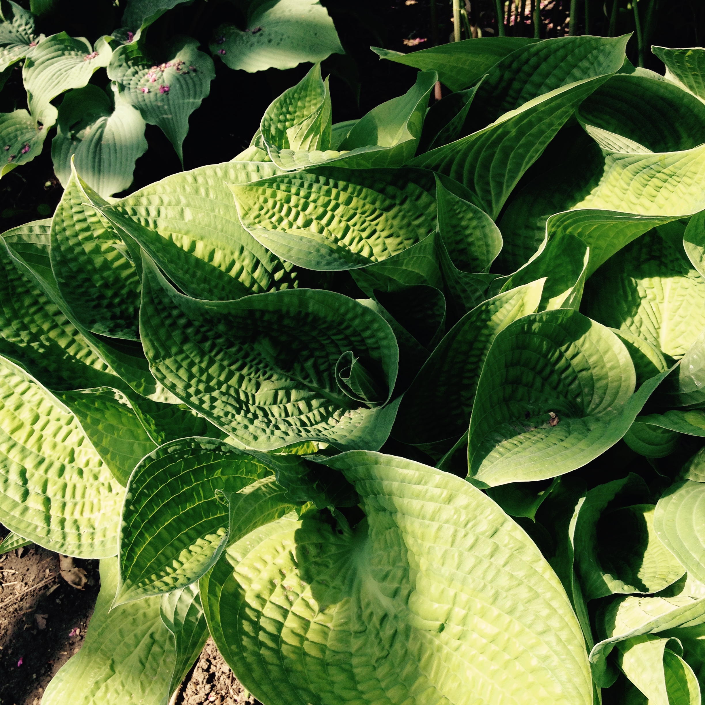 Hostas in light and shade