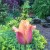 Pink tulip with raindrops