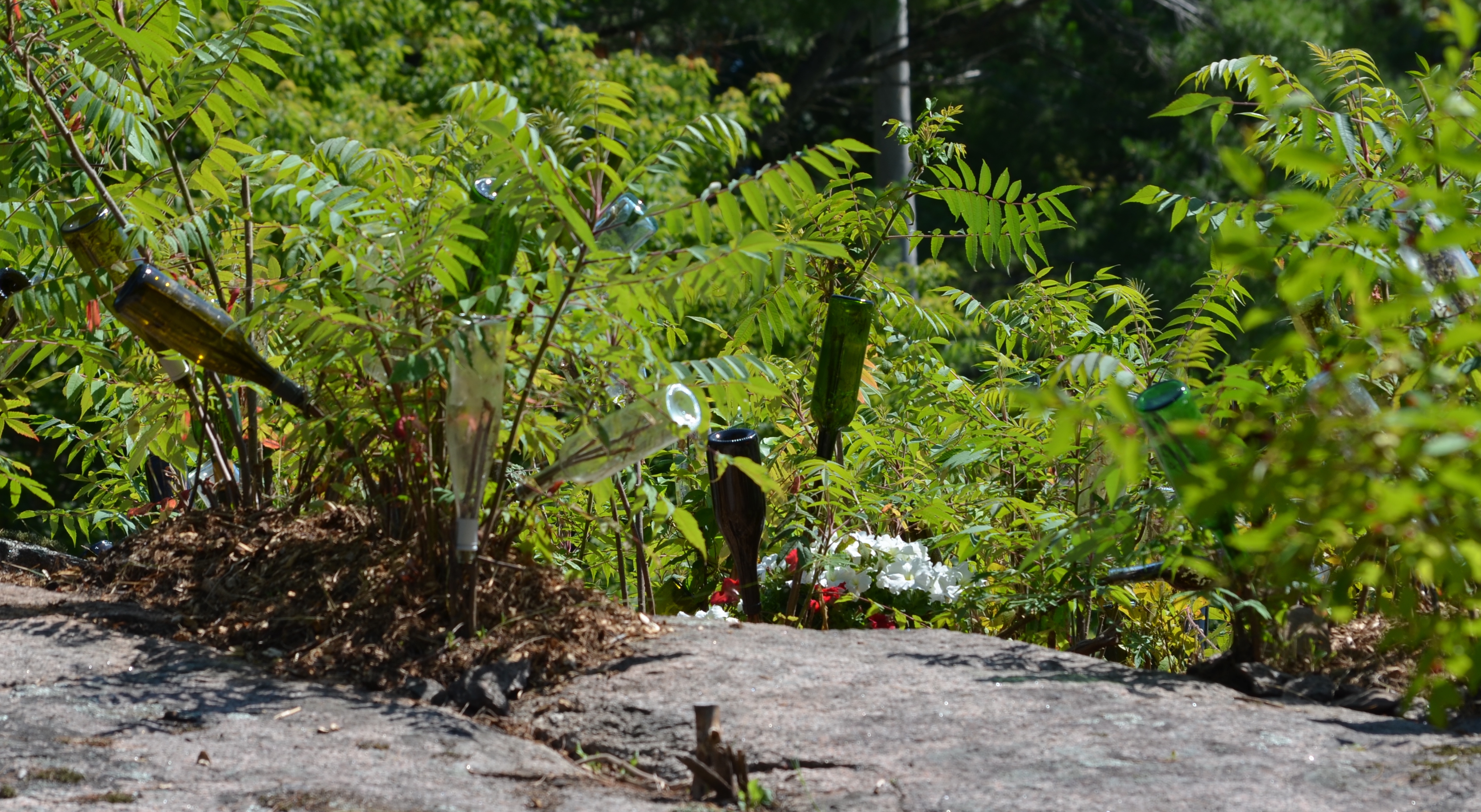 Wine bottle garden bed