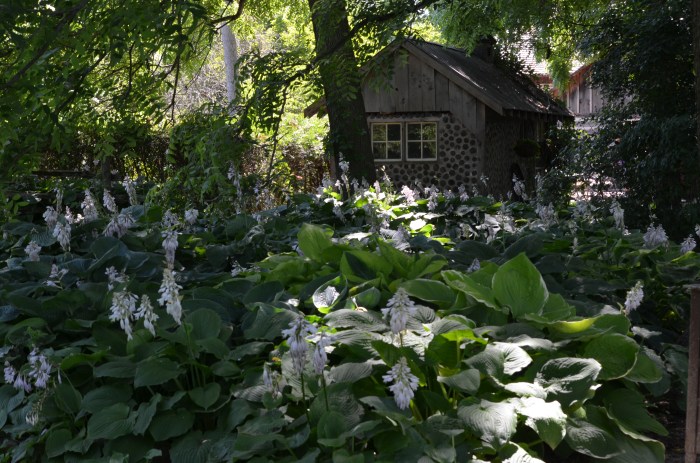 Woodland garden with hostas