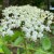 Elderflower