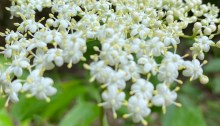 Elderflower