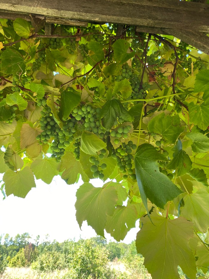 Grapevine on arbour