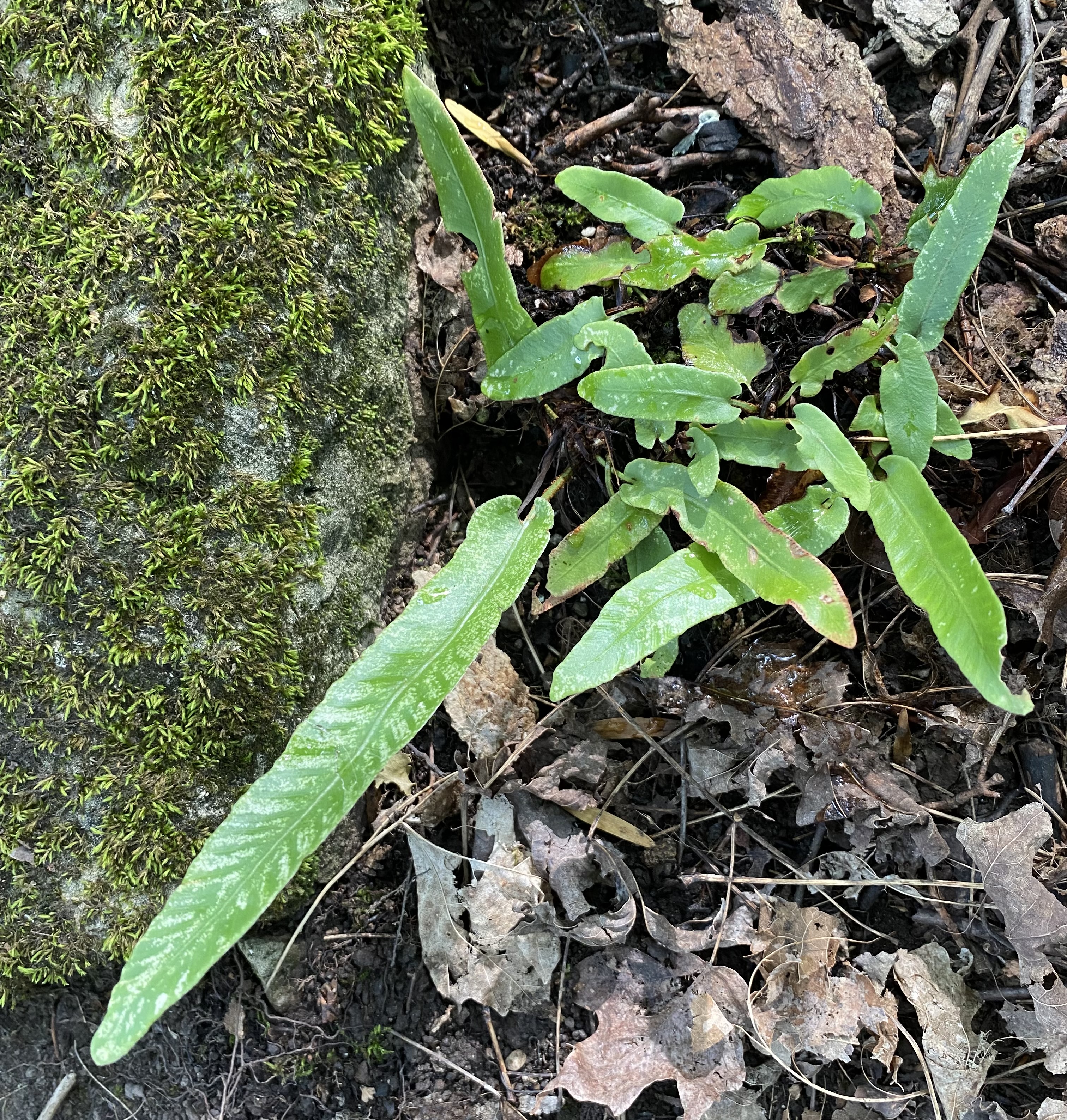 Hart's Tongue Fern 2