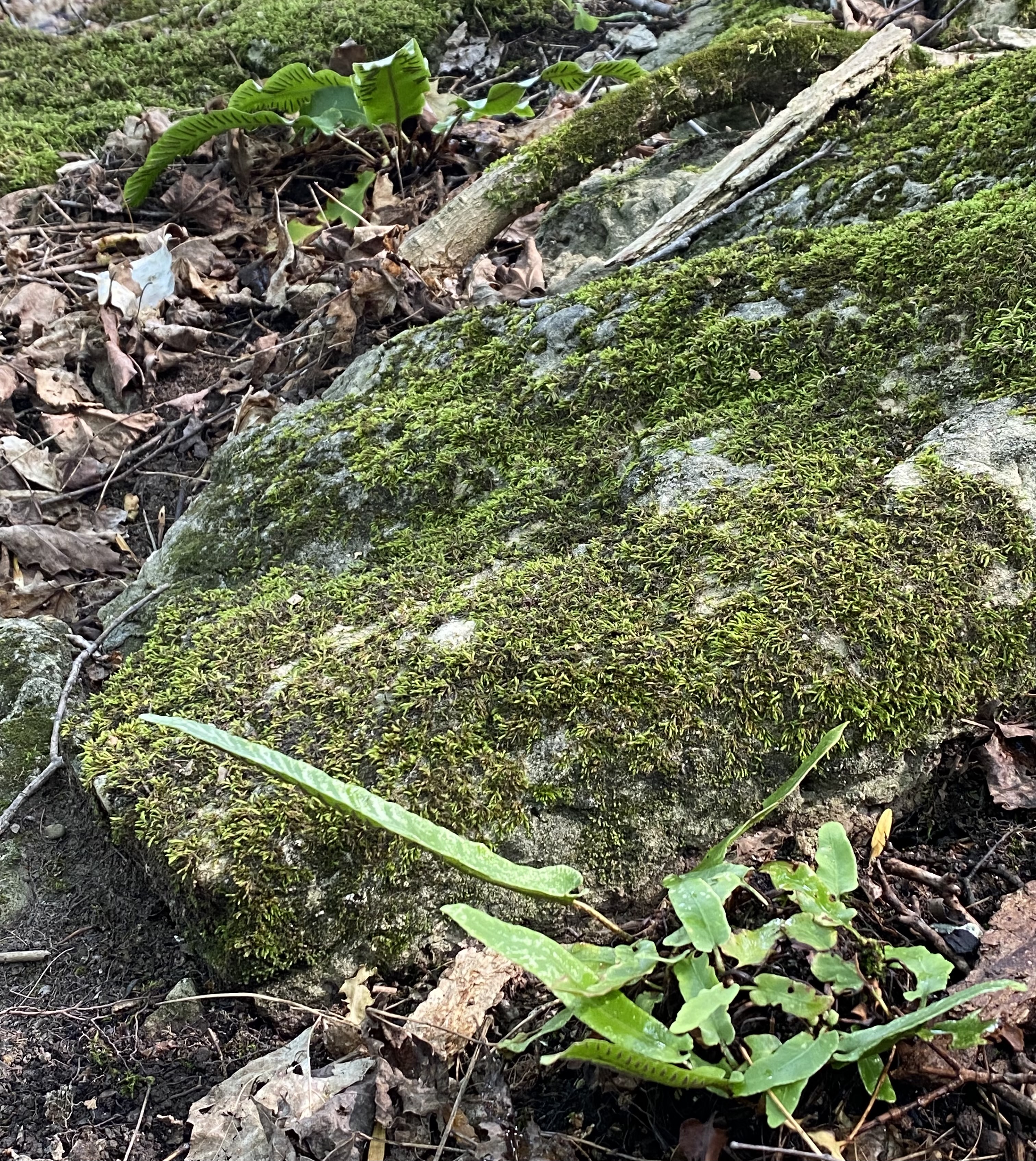 Hart's Tongue Fern 3