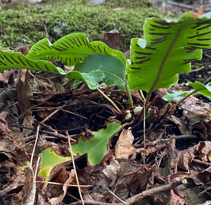 Hart's Tongue Fern 4