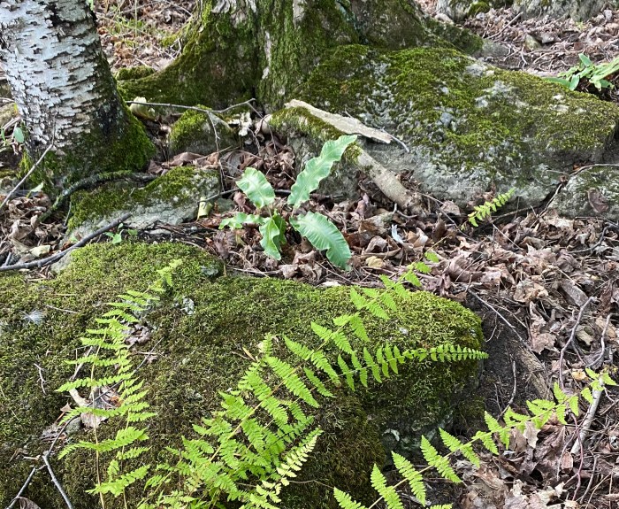 Hart's Tongue Fern 5
