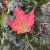 Red maple leaf