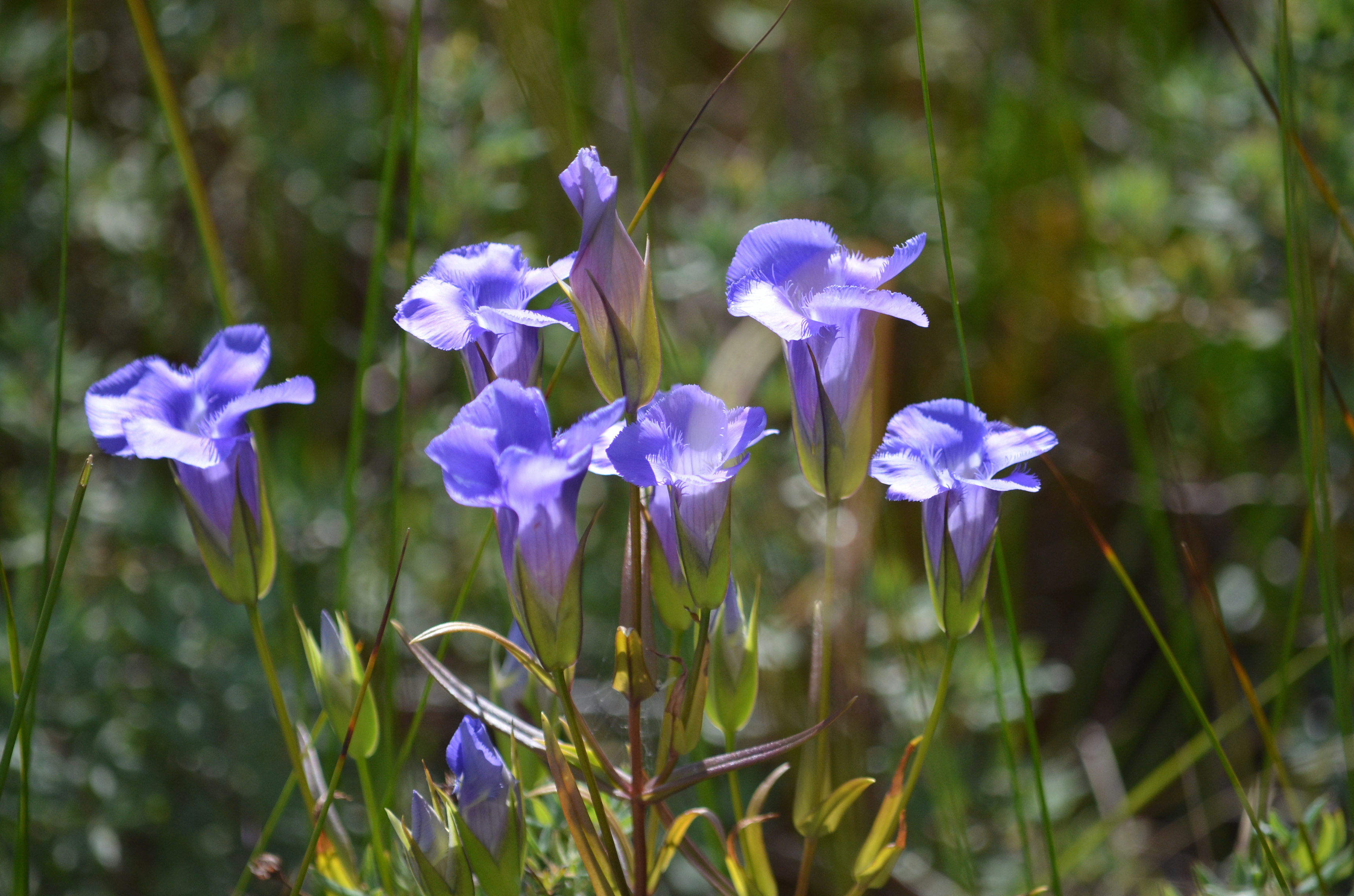 Fringed gentian