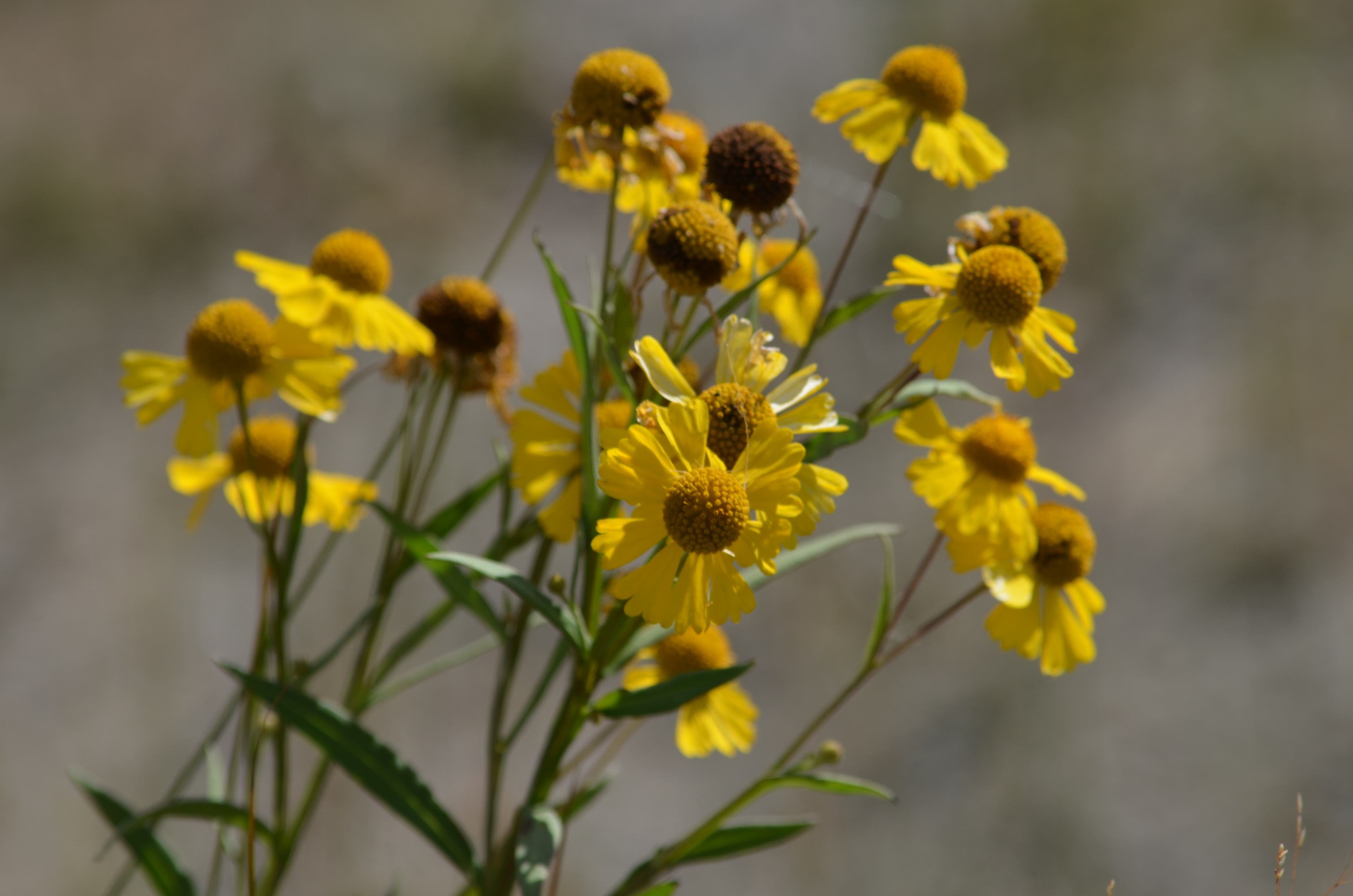 Yellow wildflowers