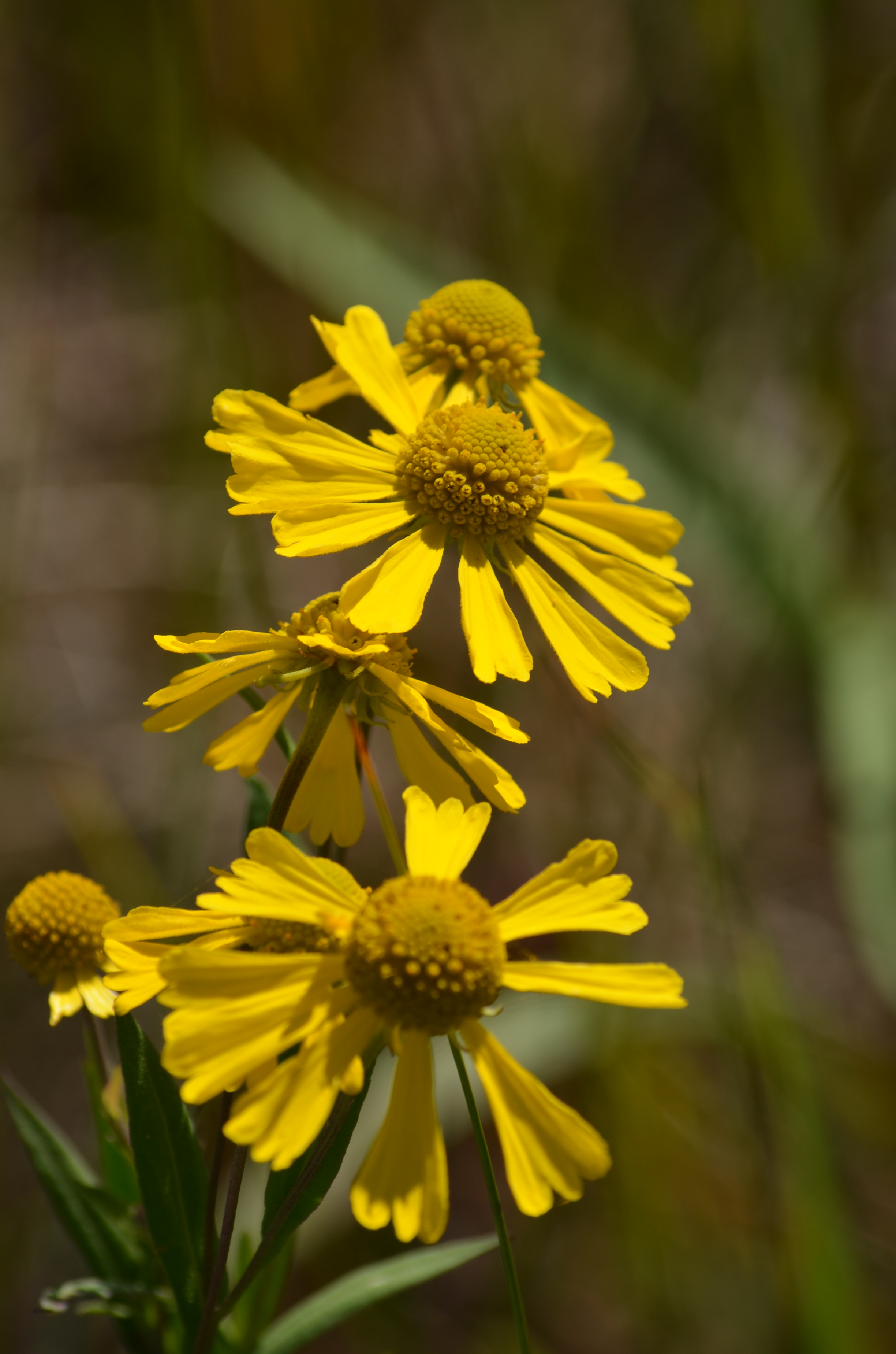 Sneezeweed