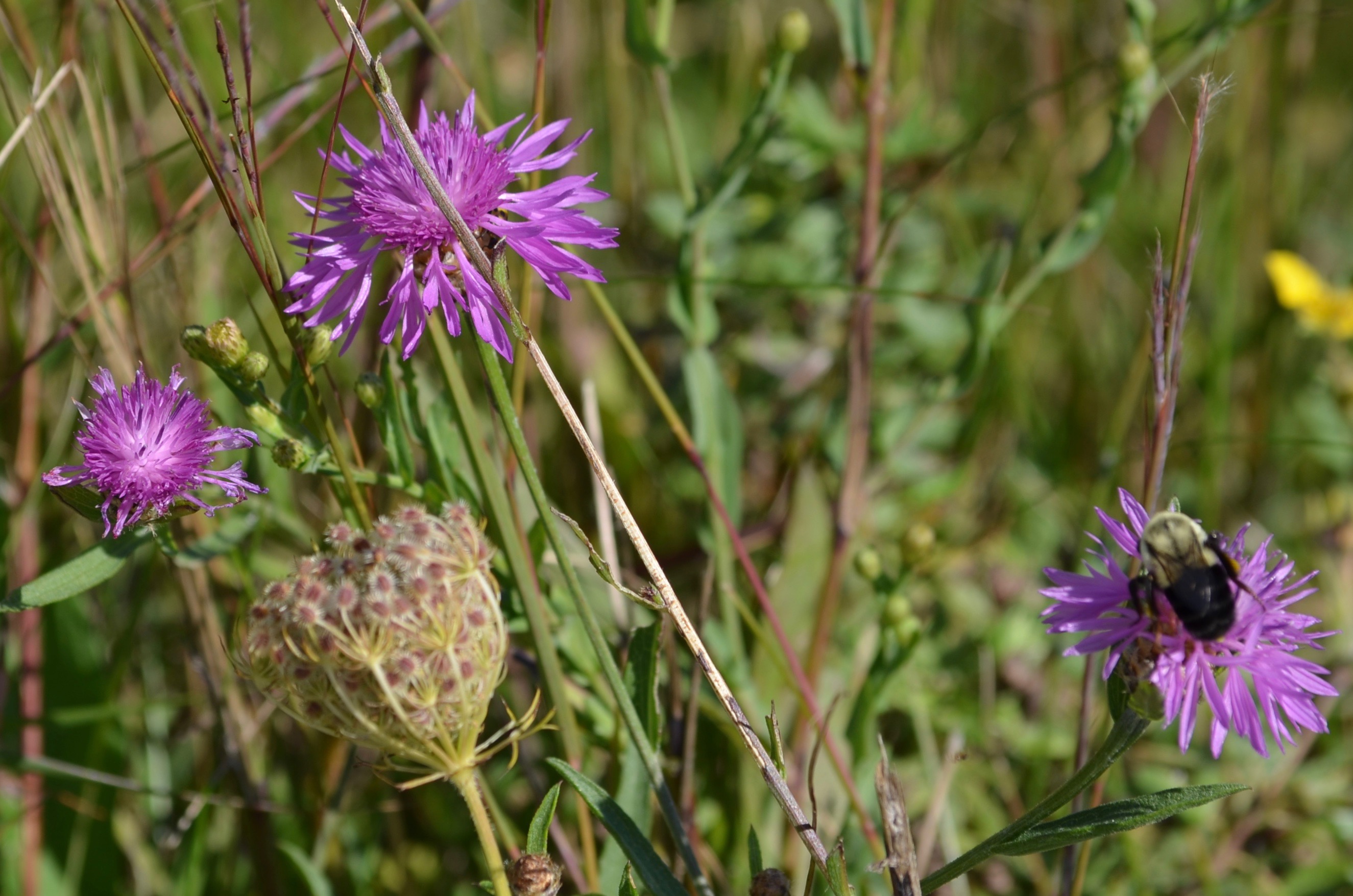 Knapweed in field
