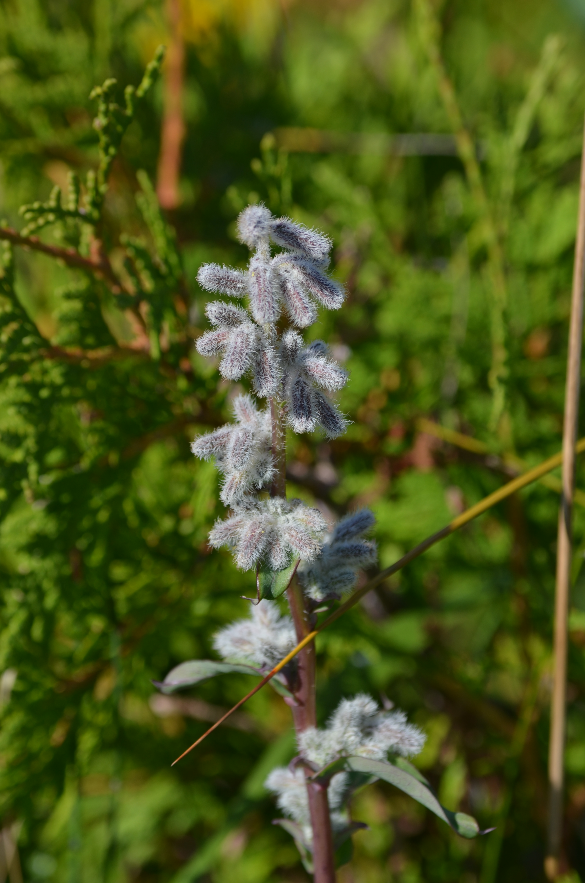 Close up of rattlesnakeroot flower