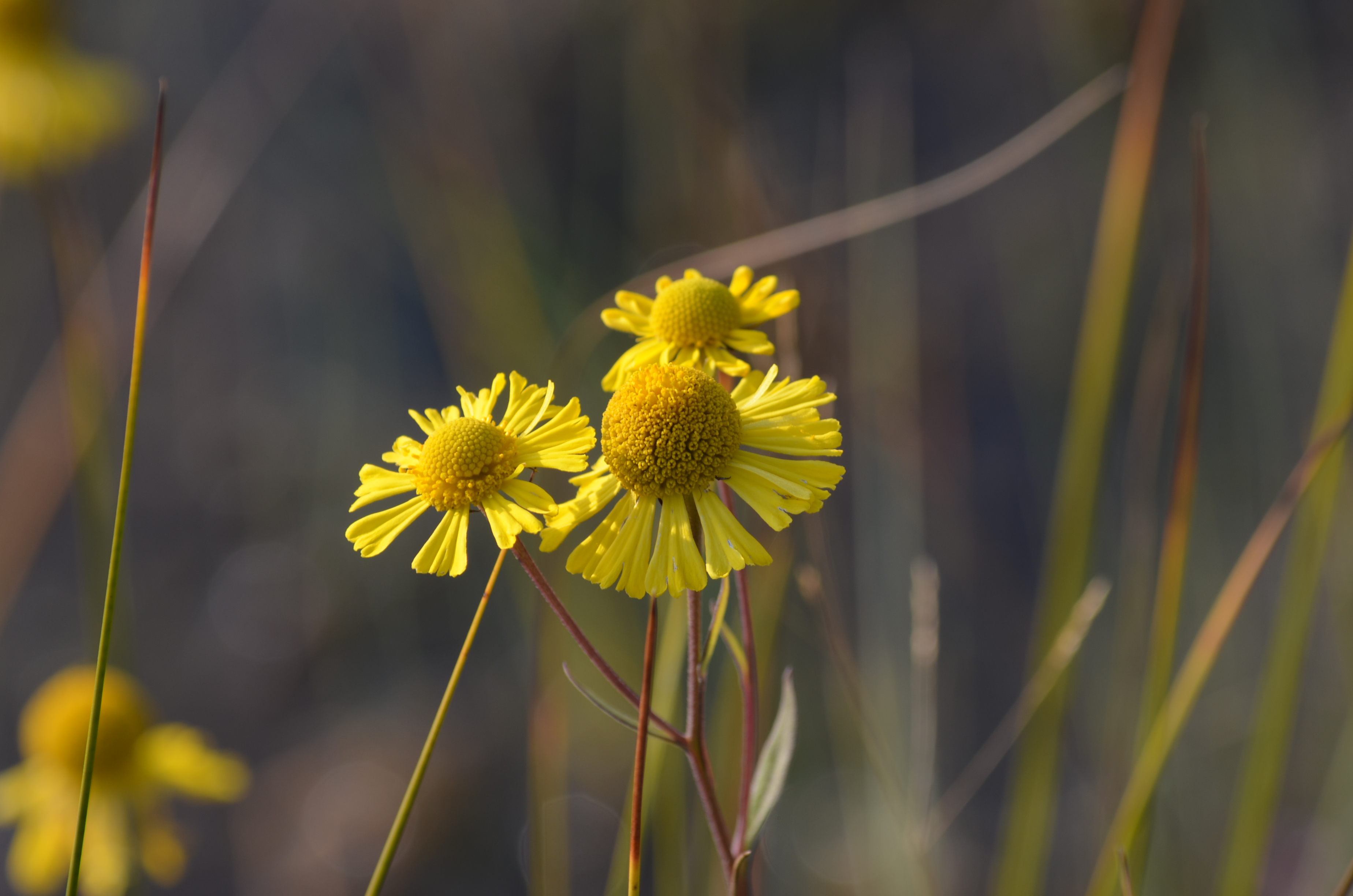 Yellow sneezeweed