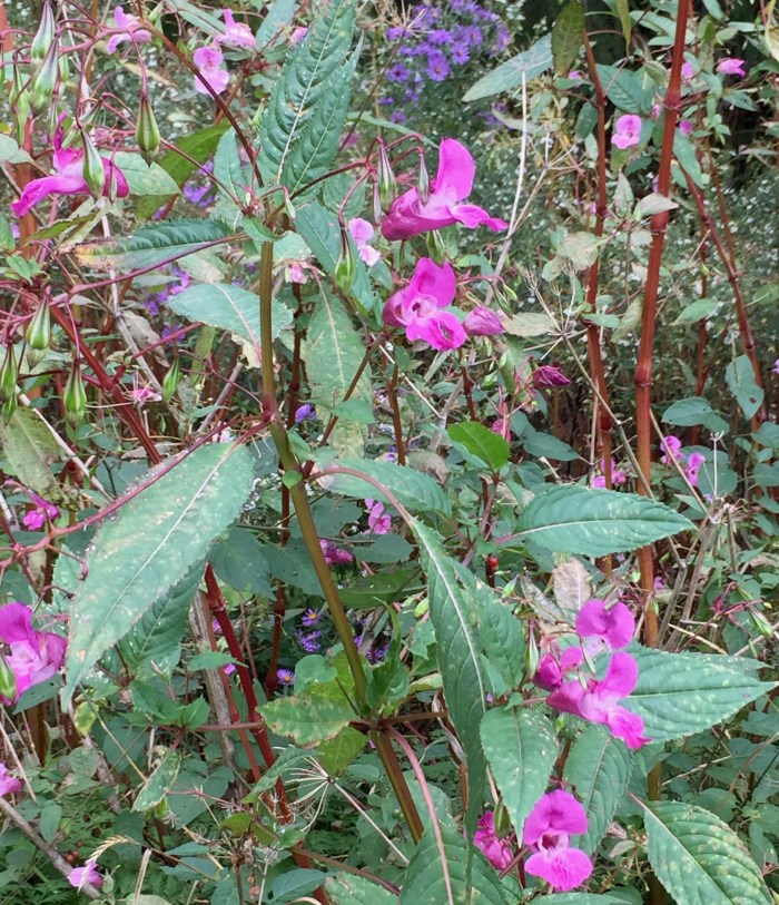Himalayan balsam