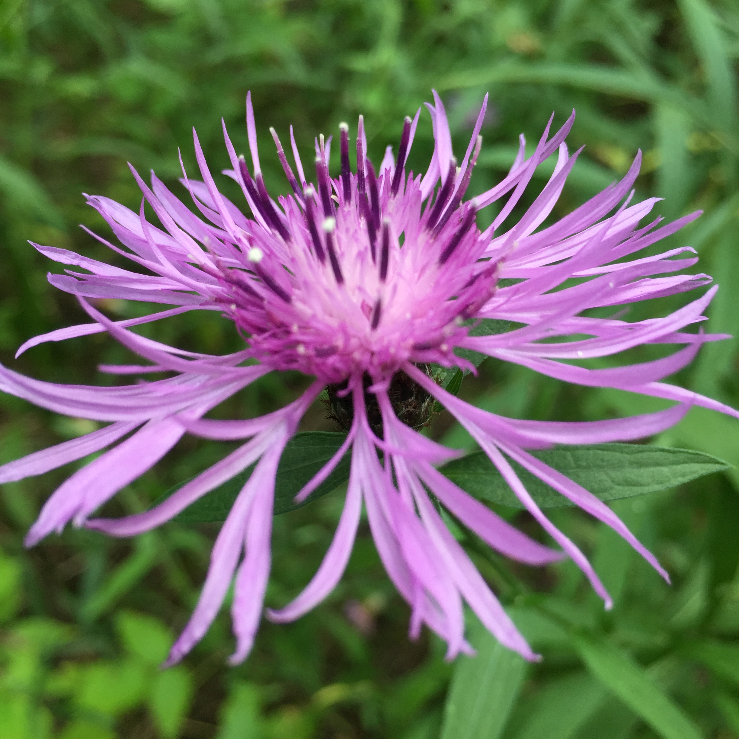 Knapweed