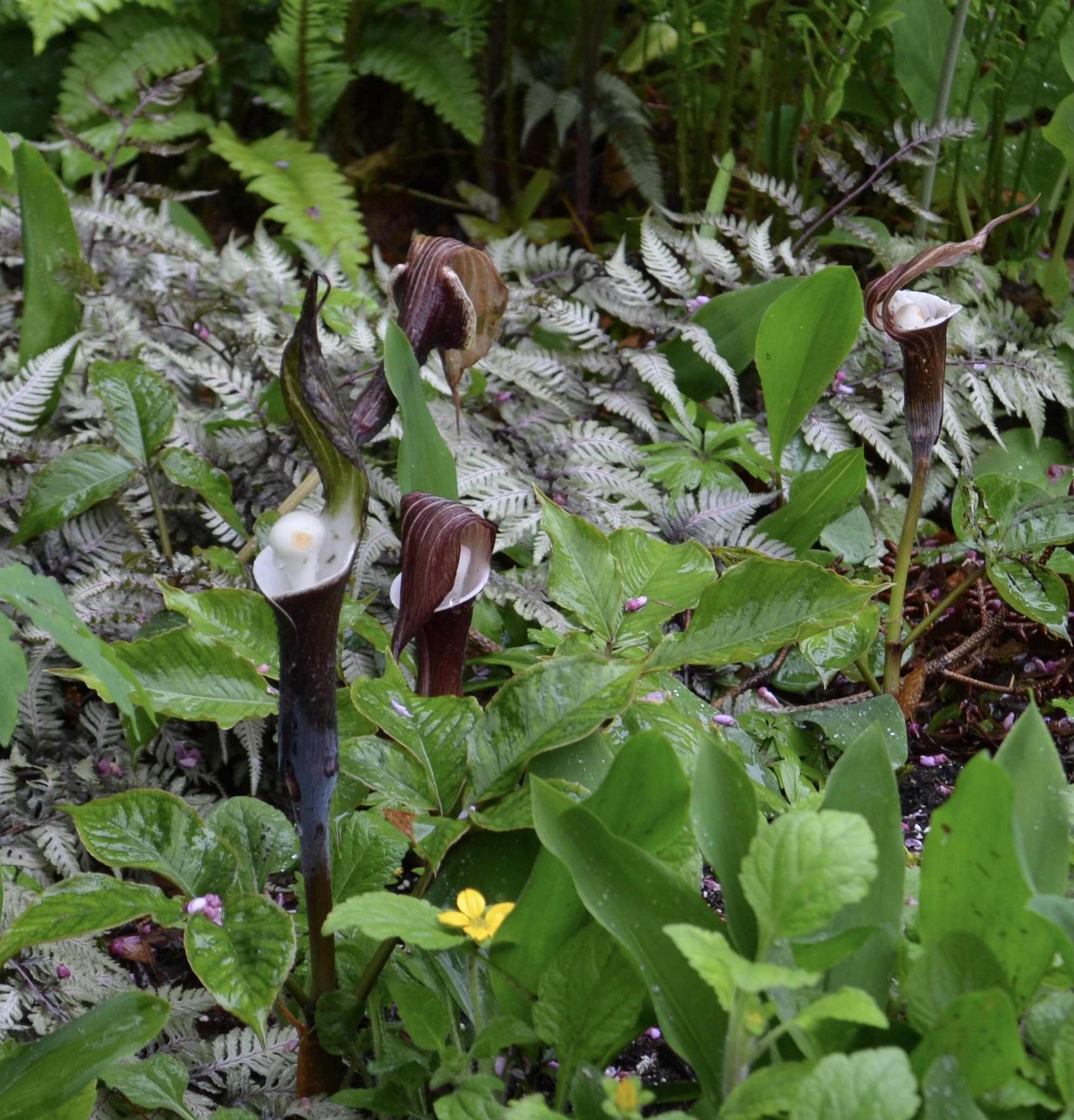 Cobra lilies and Japanese painted fern