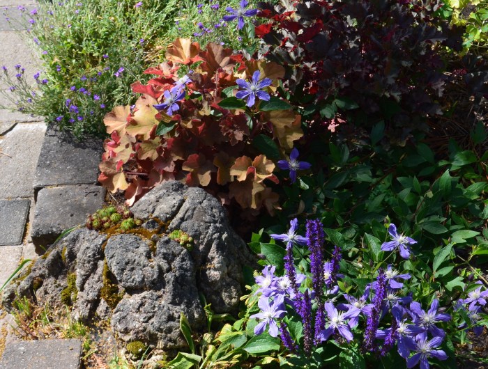 Colourful groundcover