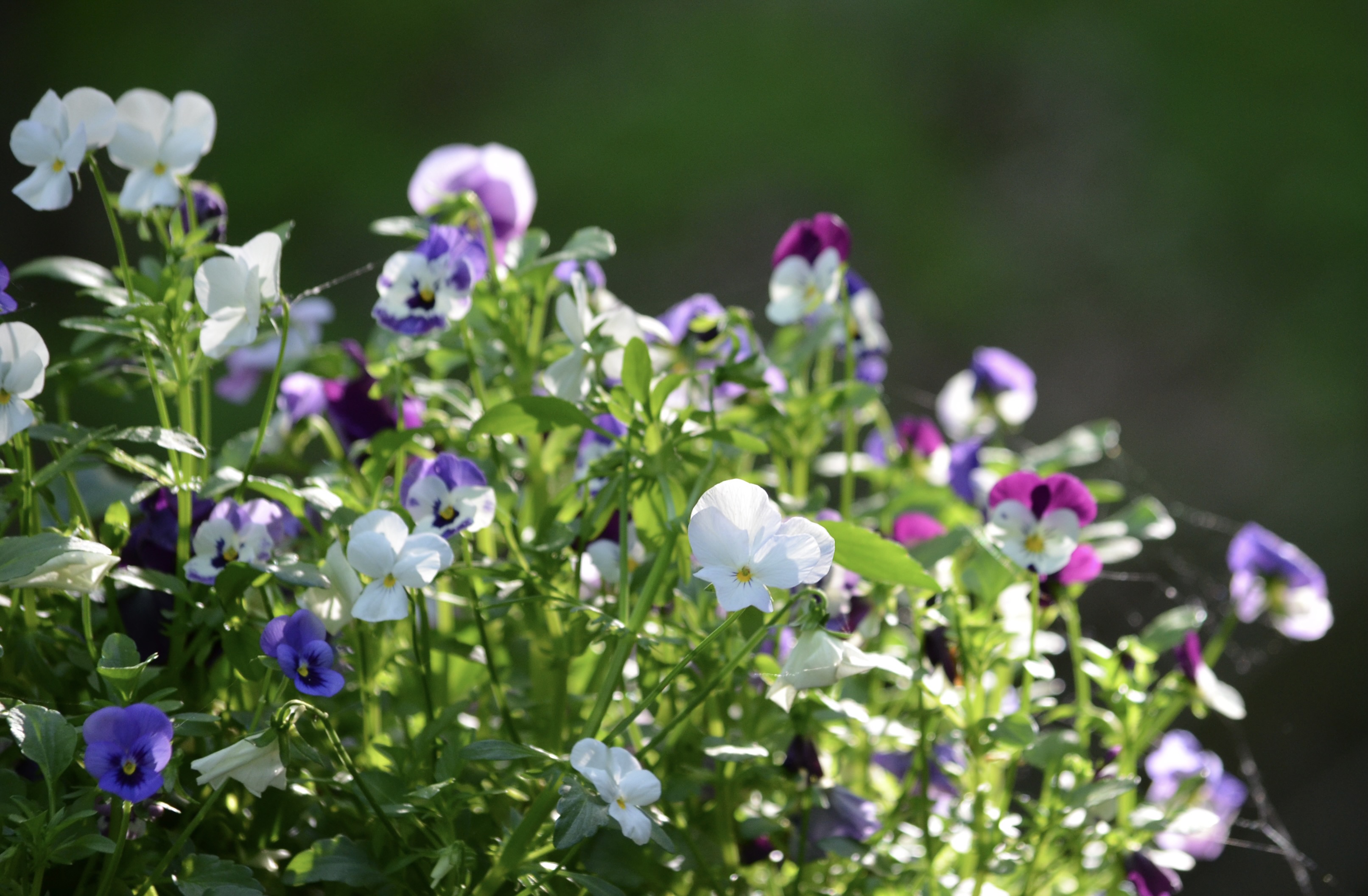 Pansies in sunlight