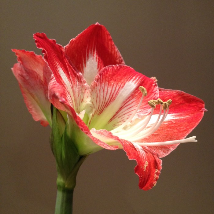 Red and white amaryllis