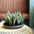 Sanseveria 1