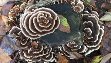Turkey Tail mushrooms