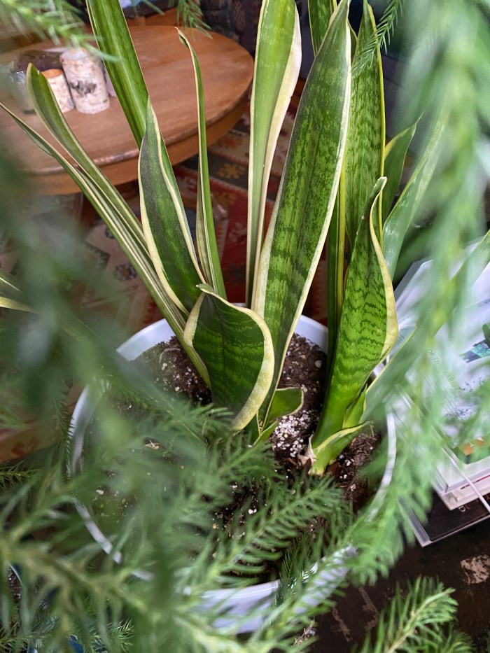 Snake plant on counter