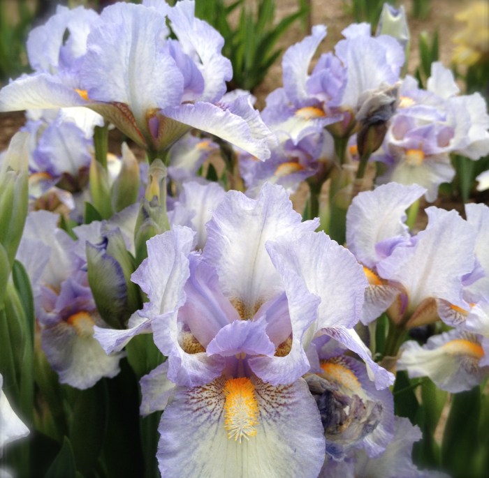 Blue iris