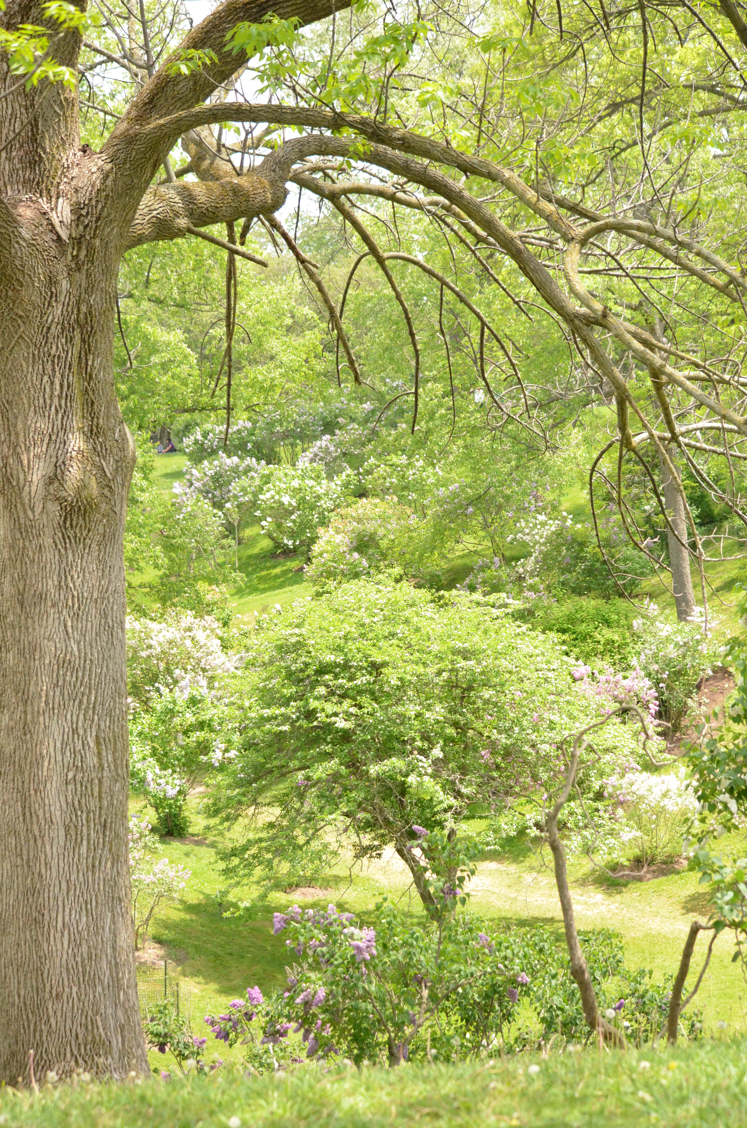 View of lilac dell in spring at RBG