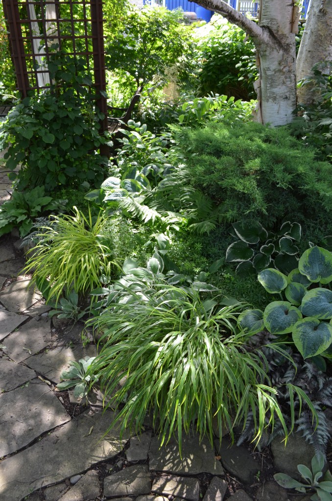 Shaded garden with grasses