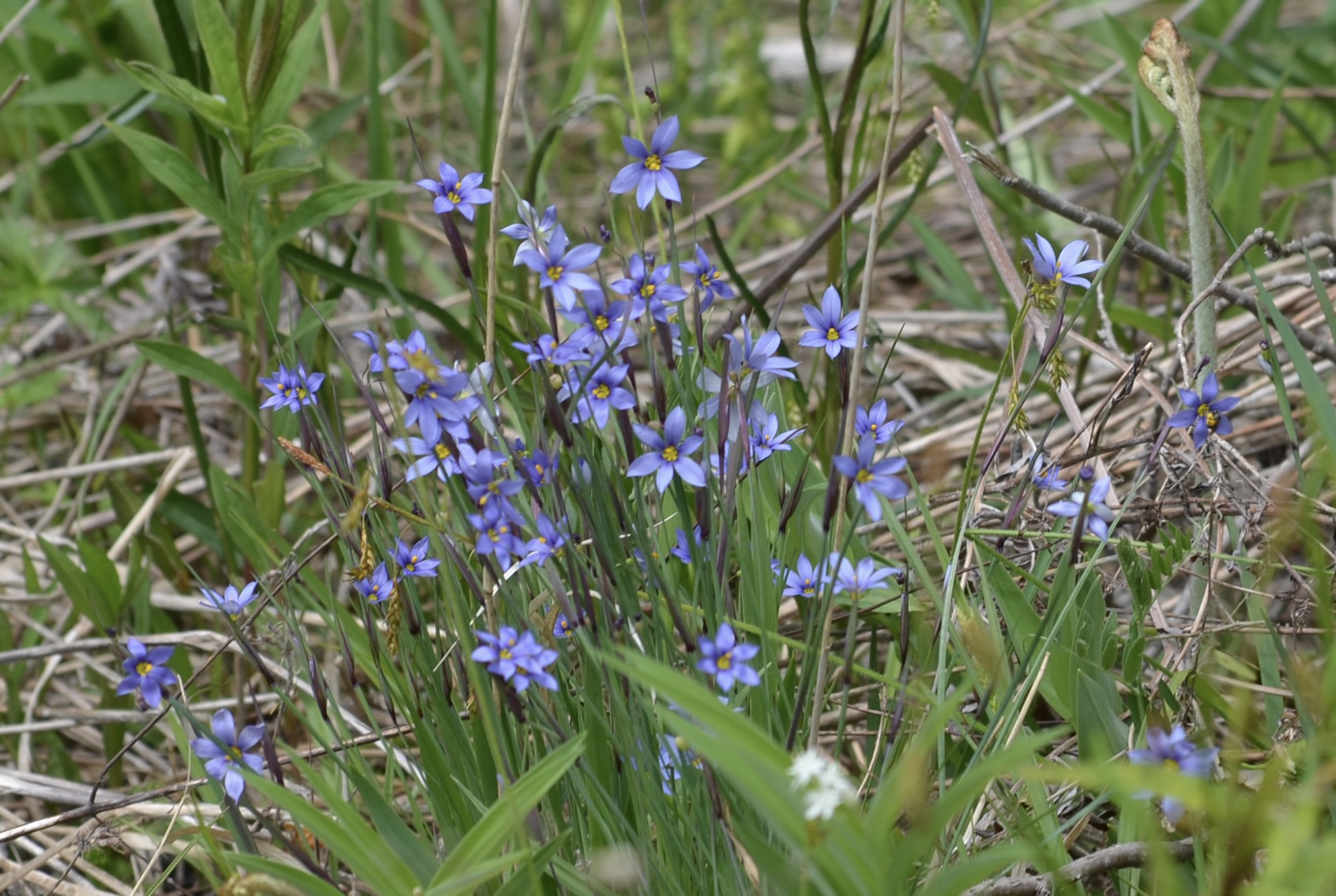 Grass of Parnassus 2