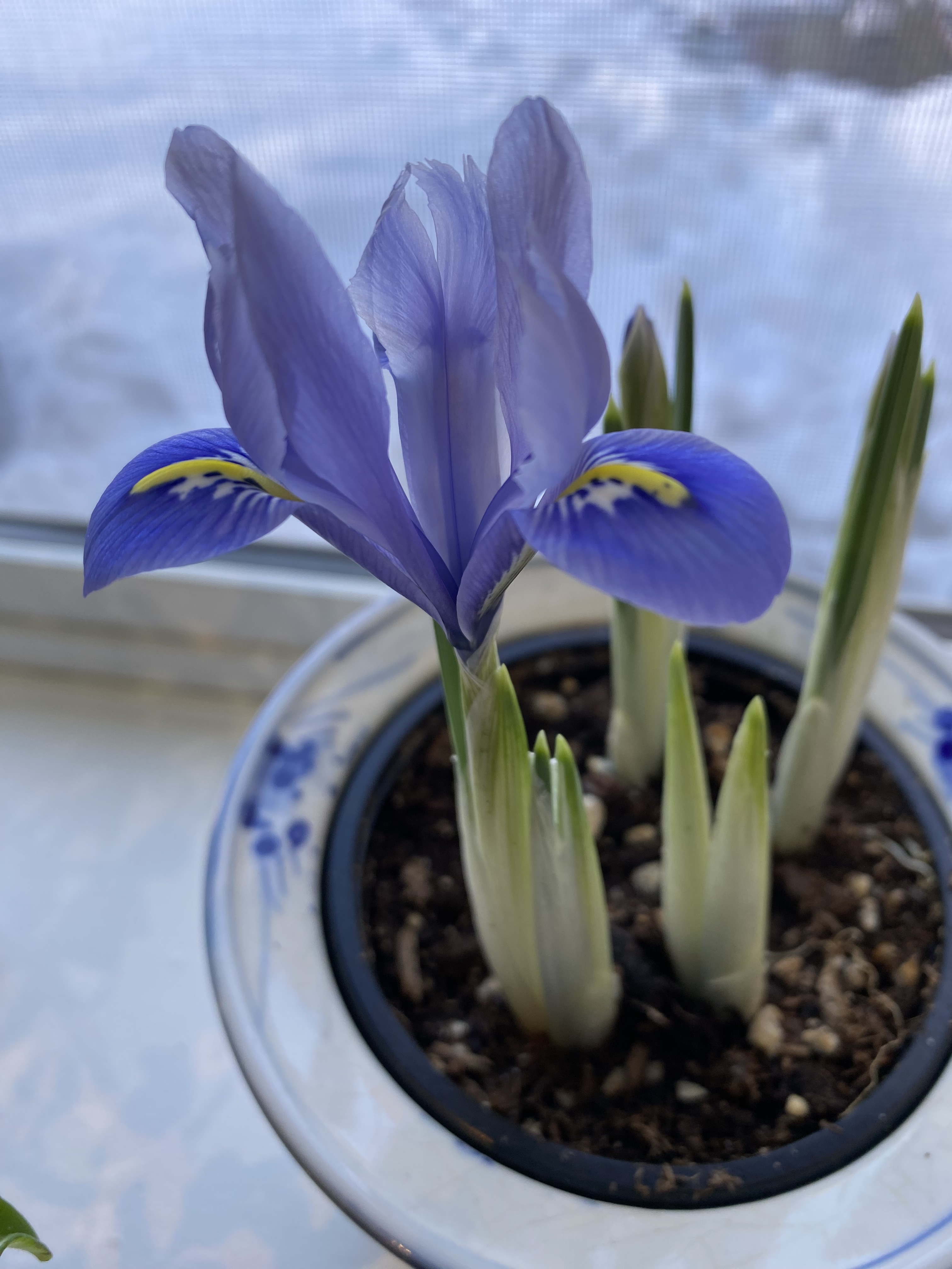 Dwarf iris in pot