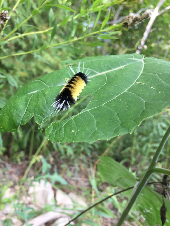Caterpillar on leaf