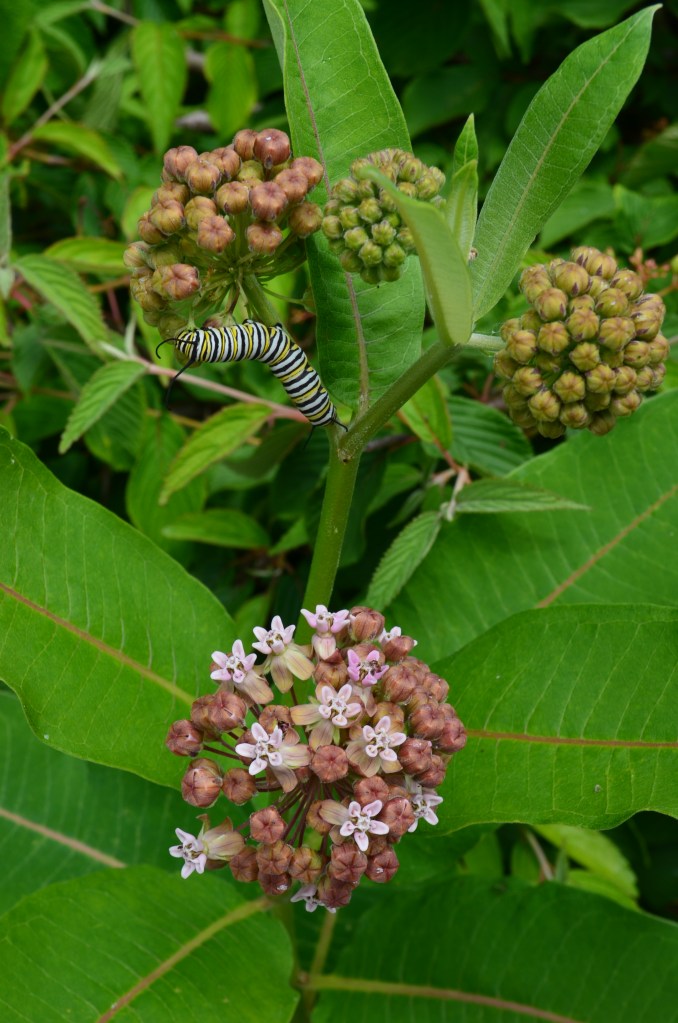 Caterpillar and milkweed