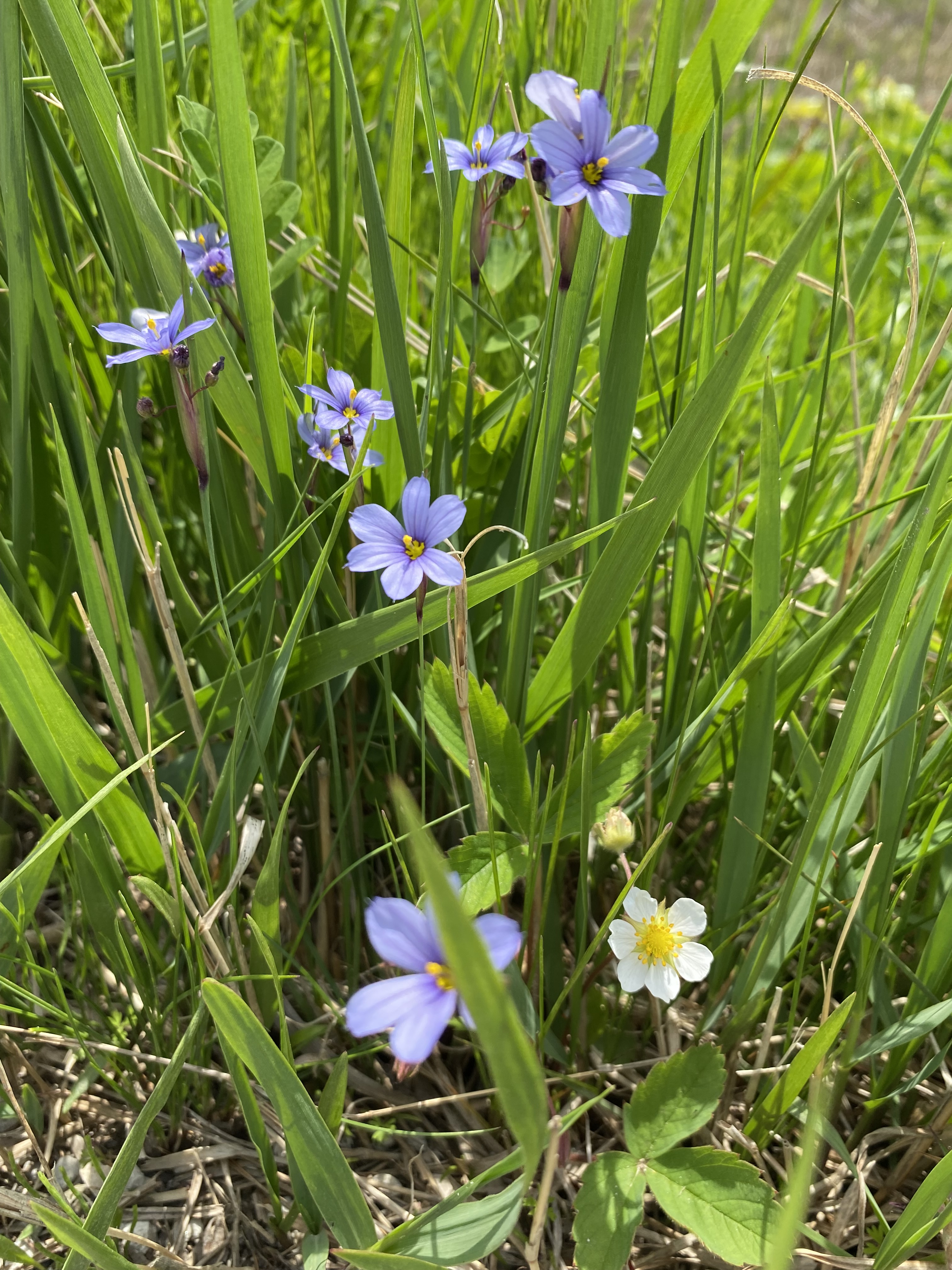 Grass of Parnassus 1