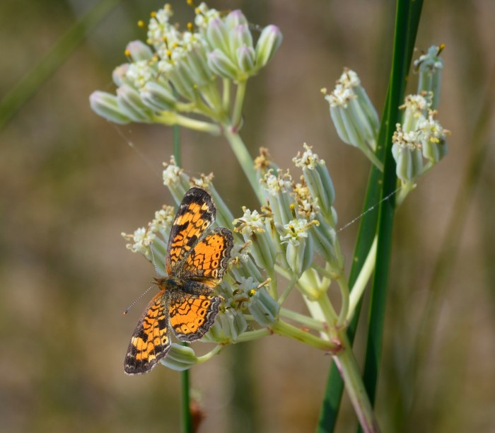 An orange and black butterfly