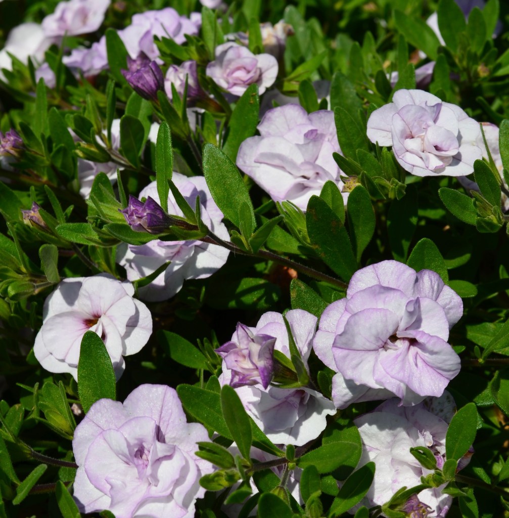 Double Chiffon Calibrachoa