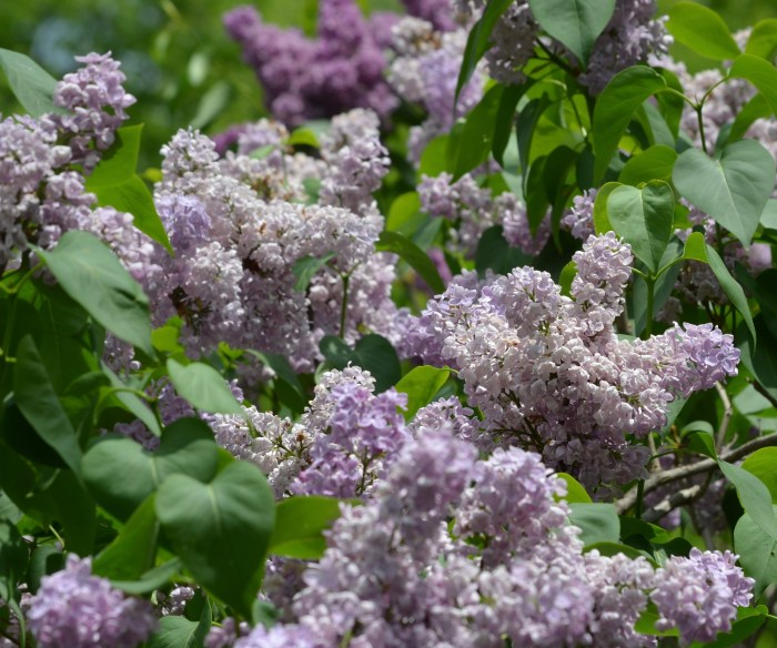 Lilacs in bloom
