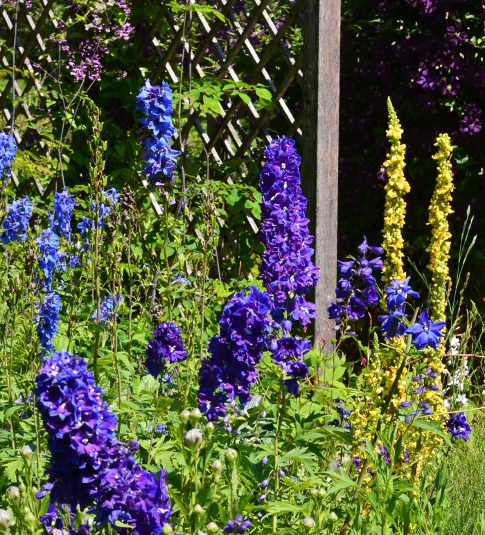 Delphiniums