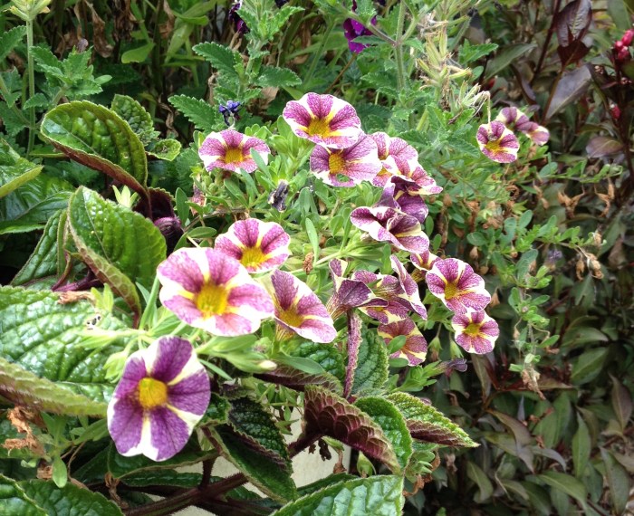 Container featuring purple plants