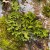 Lunwort 4