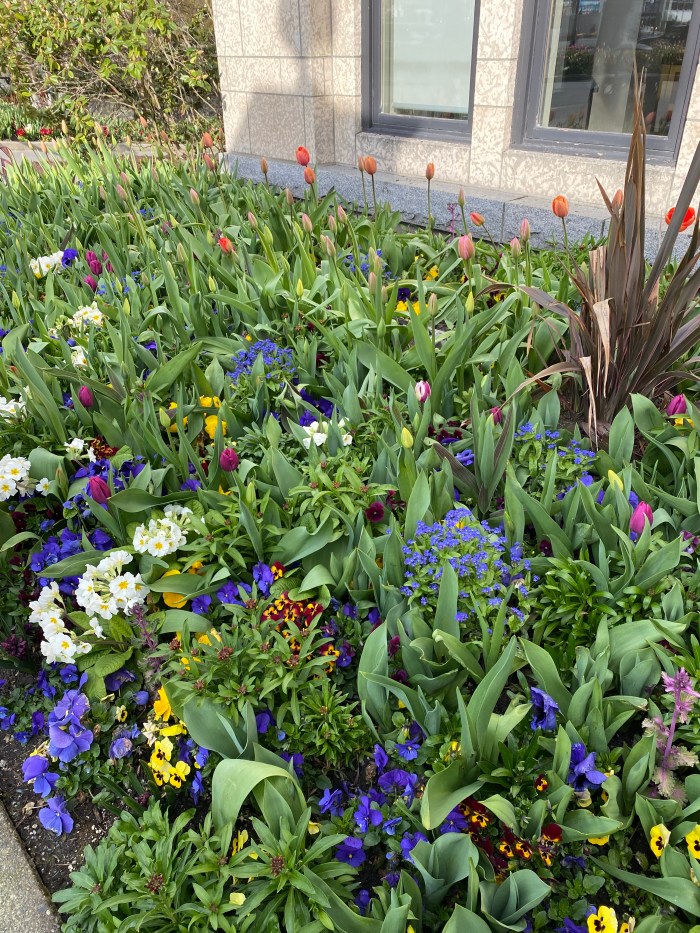 Mixed bed planting for spring