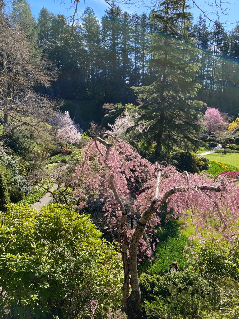 View from above overlooking spring flowers