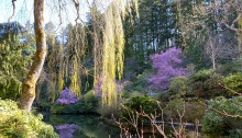 A spring willow and other trees