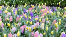 Spring bulbs in bloom