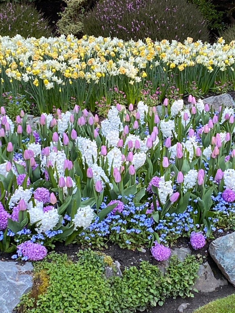 Easter colour bulb blooms