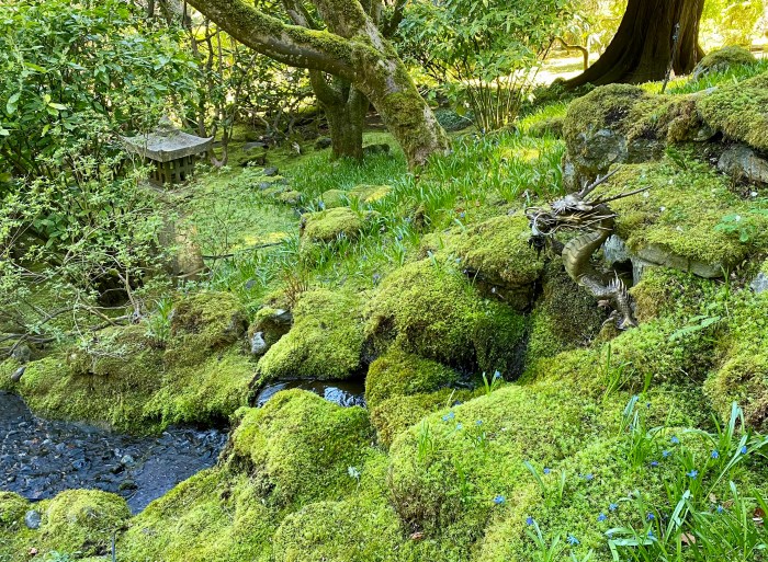 Moss as ground cover